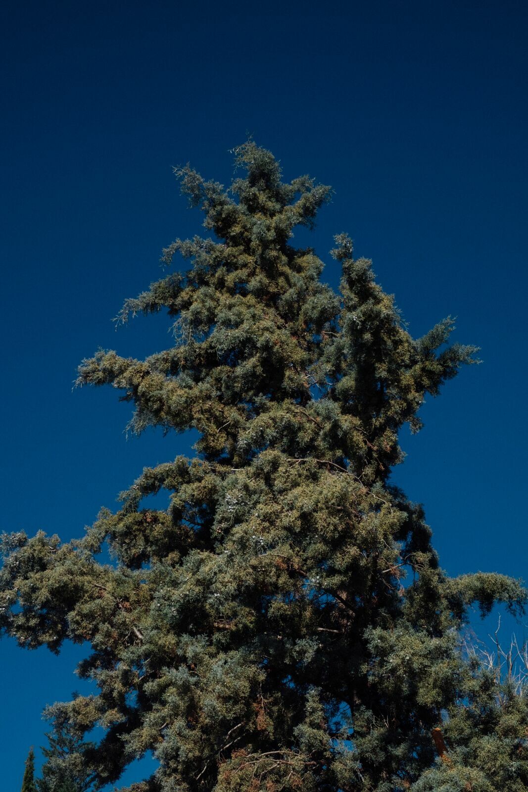 Foto Casamento Mariana e Rafael - Mendoza Argentina - Chegada e Visita técnica - Imagem 10