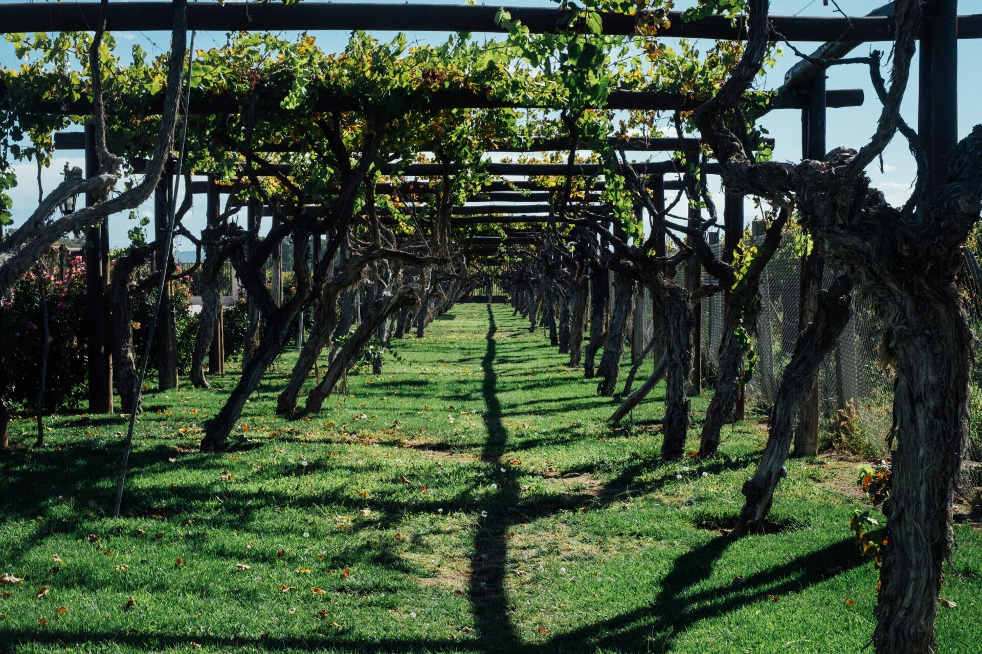 Foto Casamento Mariana e Rafael - Mendoza Argentina - Chegada e Visita técnica - Imagem 6