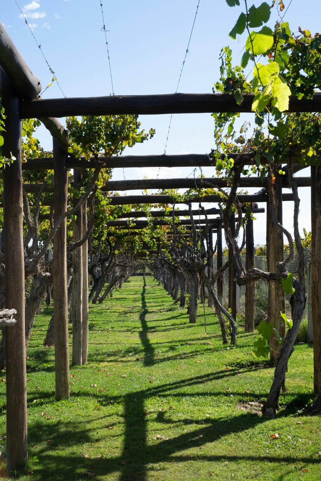 Foto Casamento Mariana e Rafael - Mendoza Argentina - Chegada e Visita técnica - Imagem 5