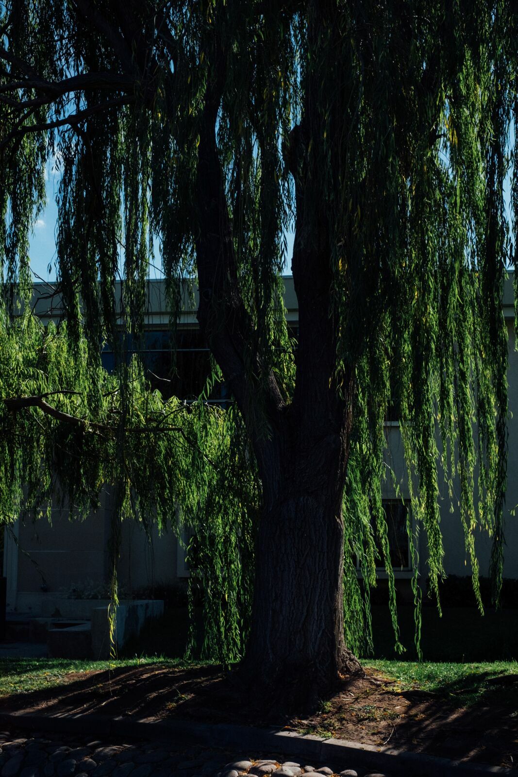 Foto Casamento Mariana e Rafael - Mendoza Argentina - Chegada e Visita técnica - Imagem 12