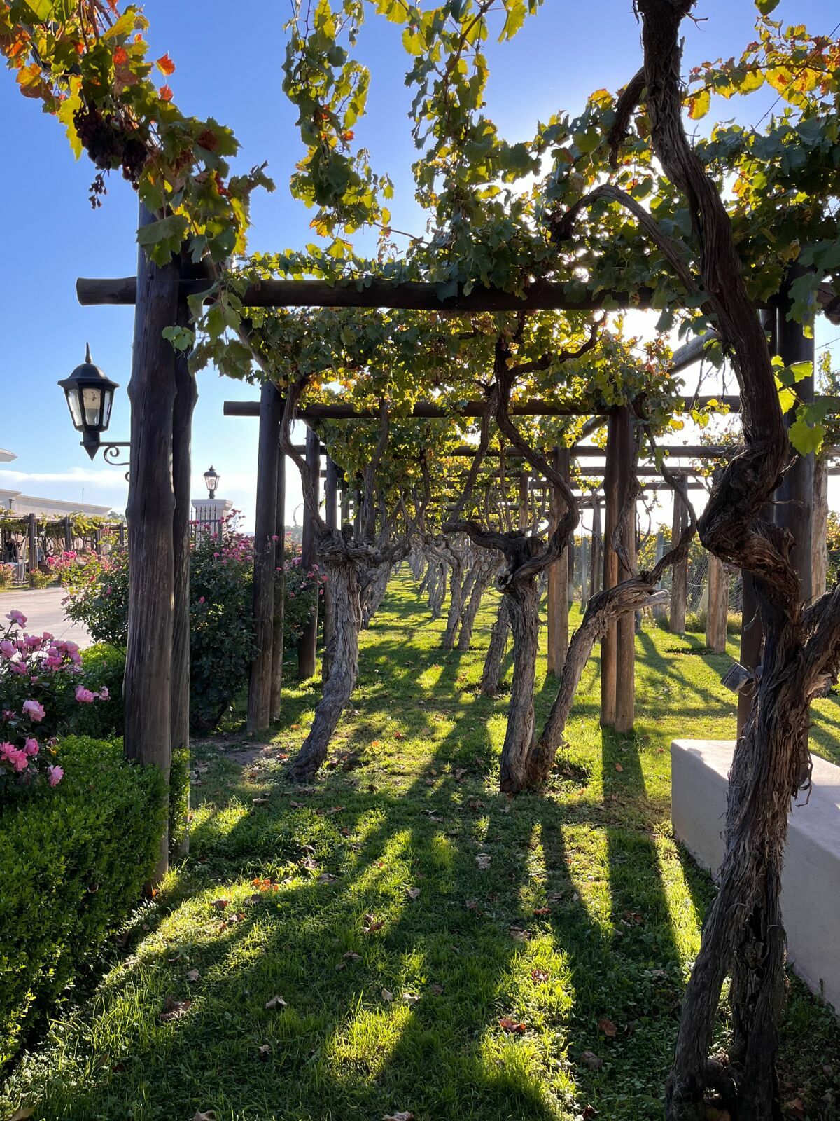 Foto Casamento Mariana e Rafael - Mendoza Argentina - Chegada e Visita técnica - Imagem 37