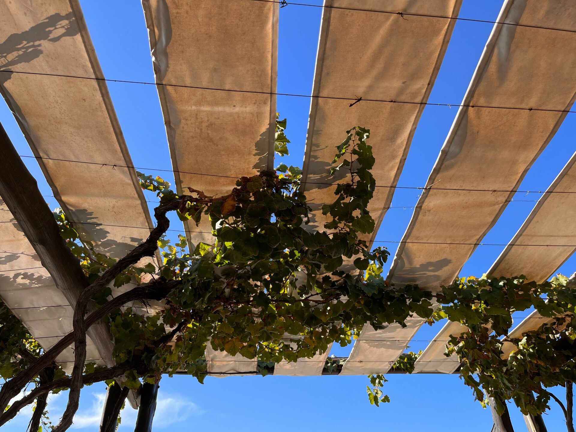Foto Casamento Mariana e Rafael - Mendoza Argentina - Chegada e Visita técnica - Imagem 26