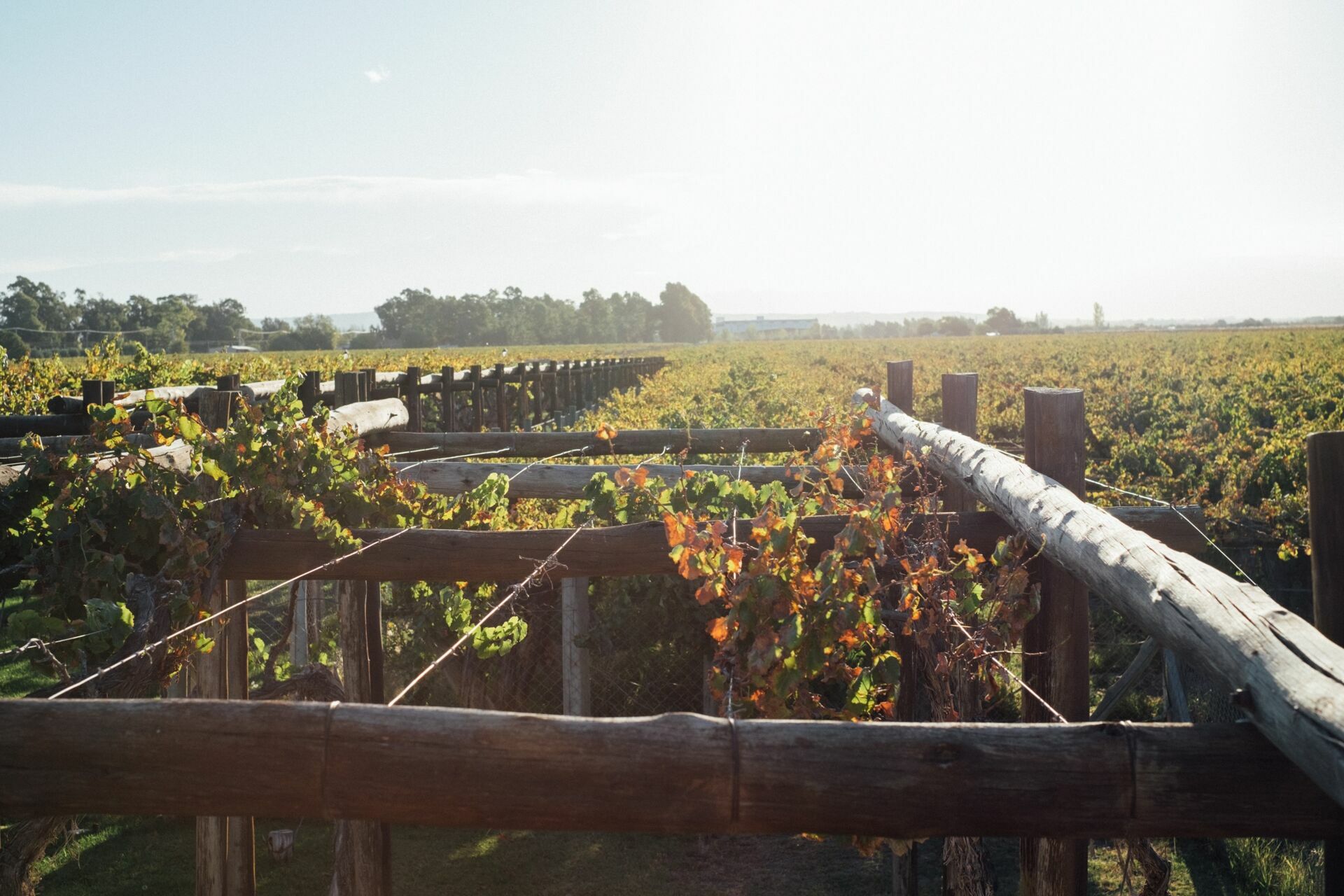 Foto Casamento Mariana e Rafael - Mendoza Argentina - Chegada e Visita técnica - Imagem 42