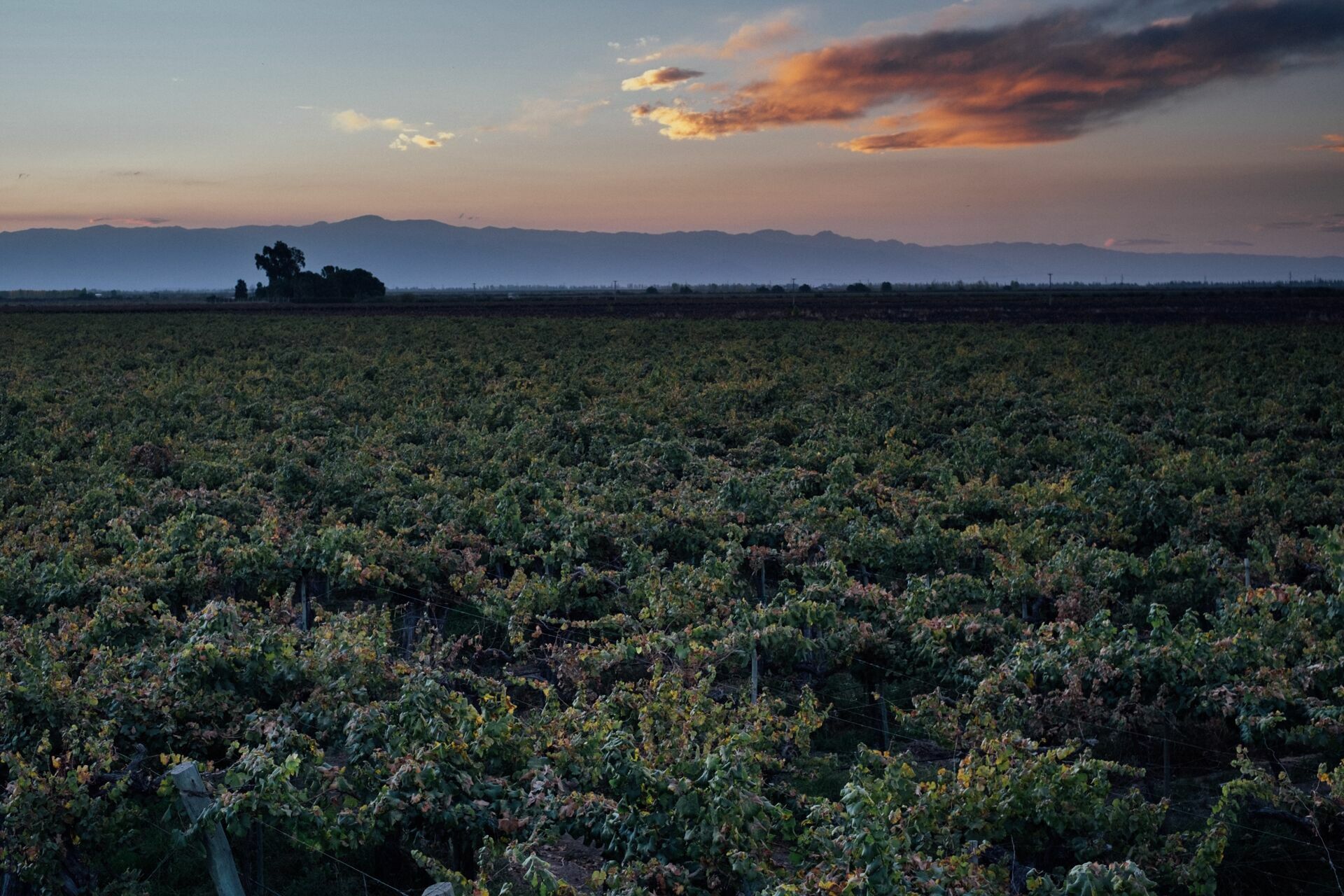 Foto Casamento Mariana e Rafael - Mendoza Argentina - Chegada e Visita técnica - Imagem 60