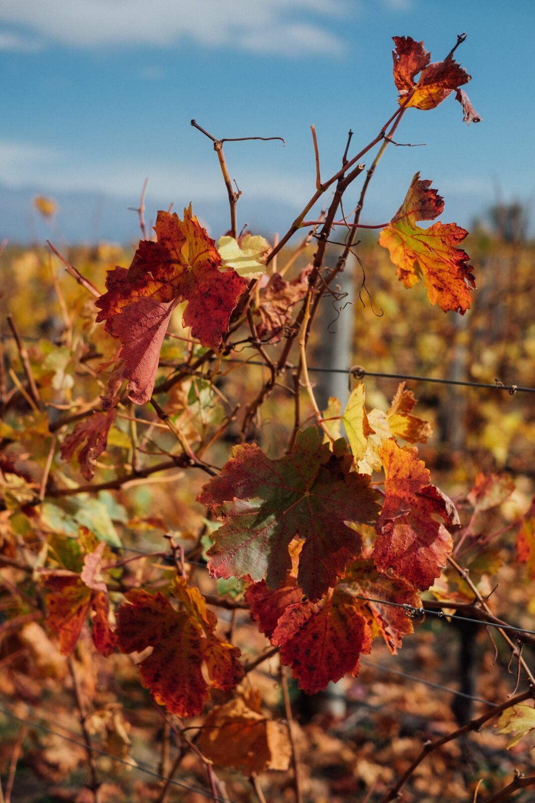 Foto Casamento Mariana e Rafael - Mendoza Argentina - Welcome Salentein e Casa de Uco - Imagem 20