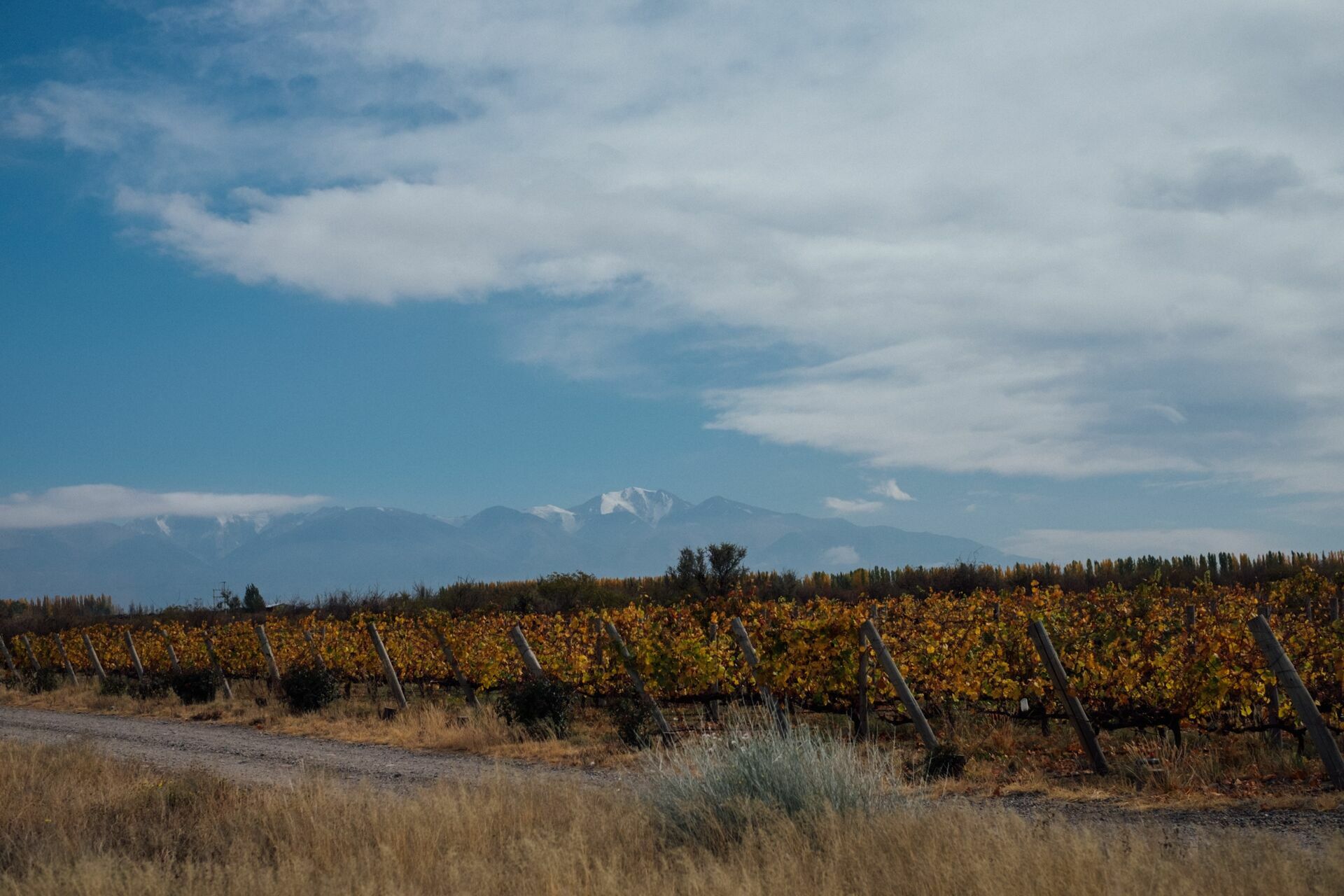 Foto Casamento Mariana e Rafael - Mendoza Argentina - Welcome Salentein e Casa de Uco - Imagem 19