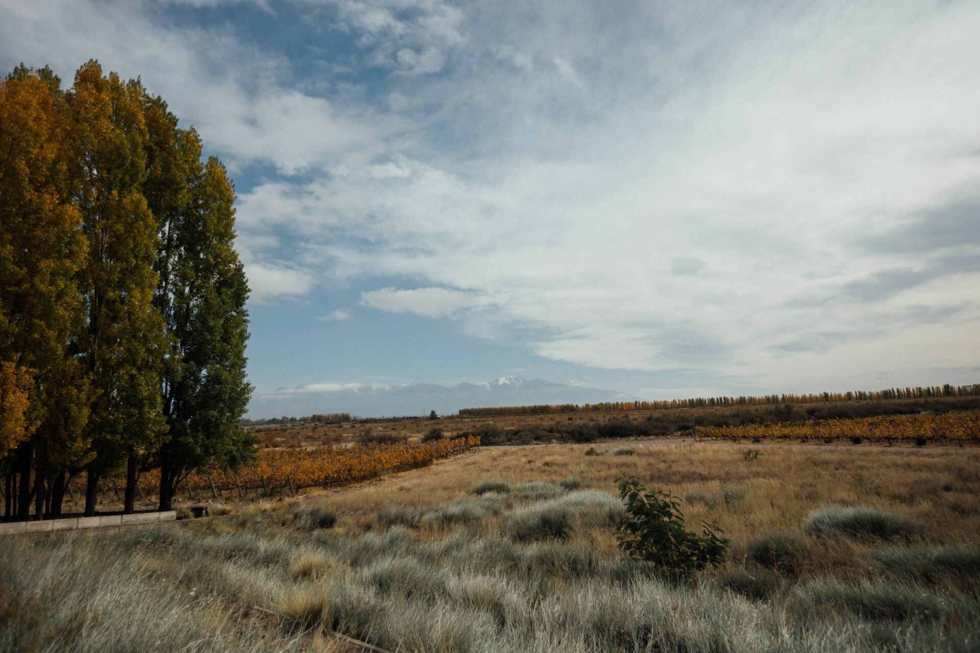 Foto Casamento Mariana e Rafael - Mendoza Argentina - Welcome Salentein e Casa de Uco - Imagem 18