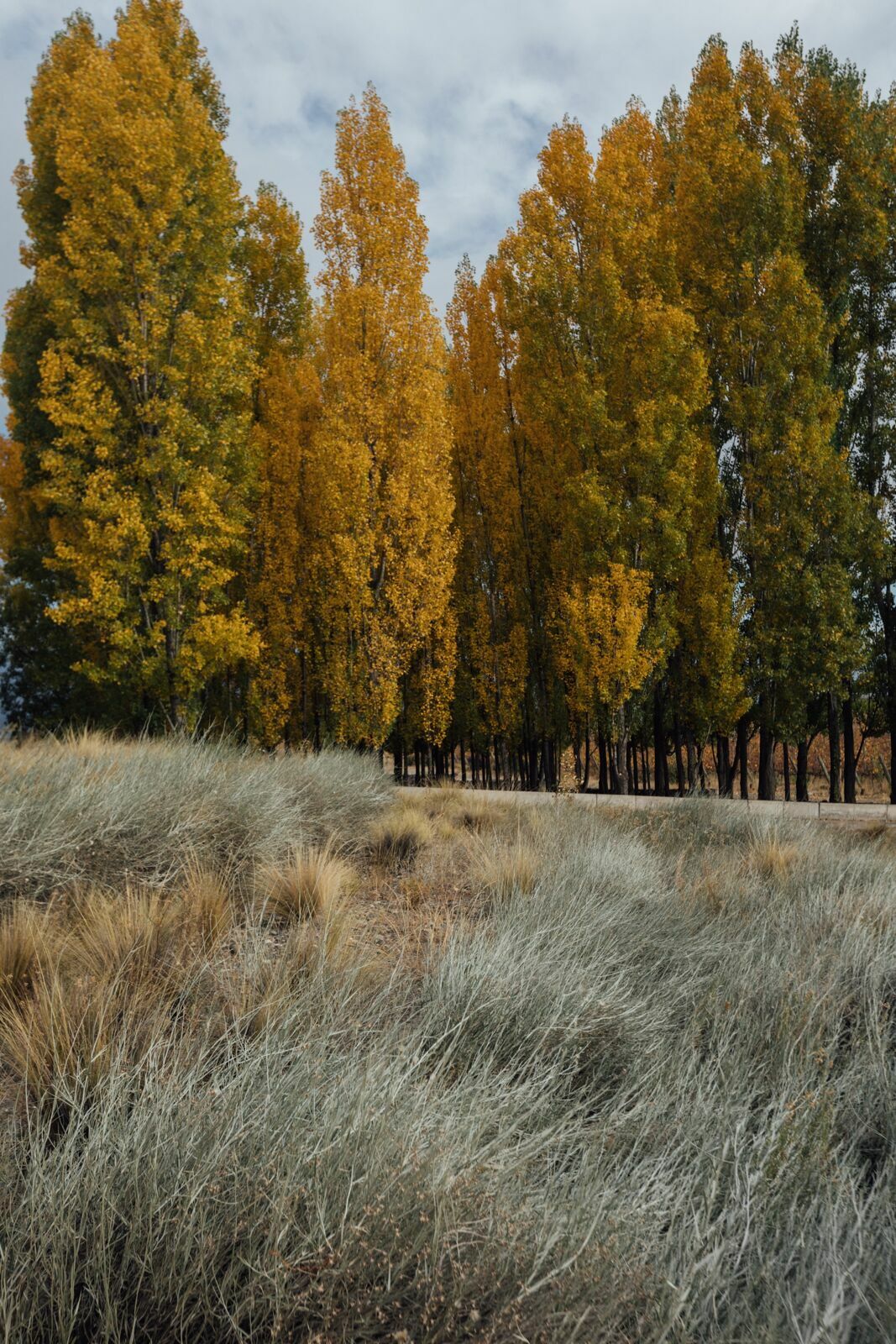 Foto Casamento Mariana e Rafael - Mendoza Argentina - Welcome Salentein e Casa de Uco - Imagem 10