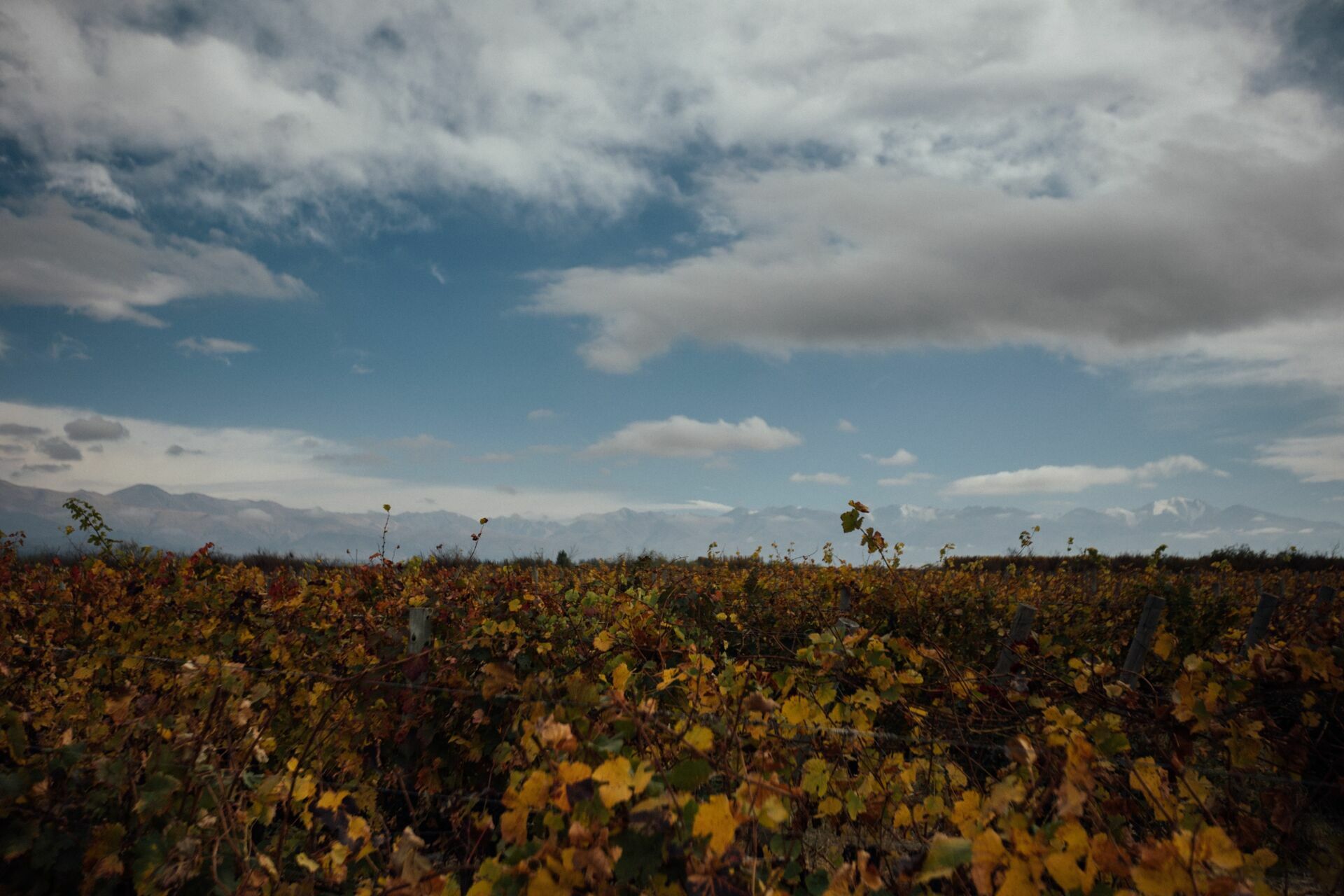 Foto Casamento Mariana e Rafael - Mendoza Argentina - Welcome Salentein e Casa de Uco - Imagem 23