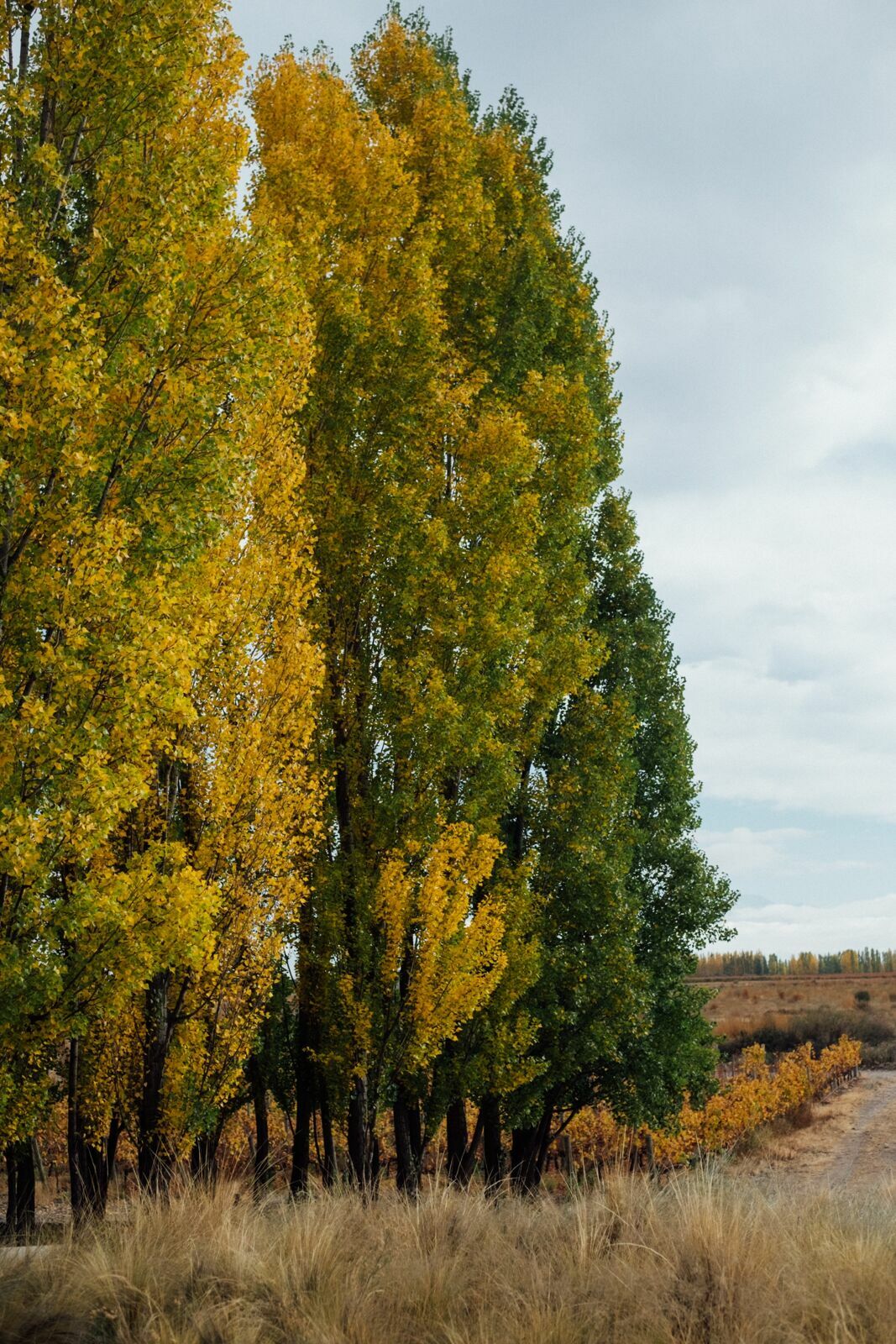 Foto Casamento Mariana e Rafael - Mendoza Argentina - Welcome Salentein e Casa de Uco - Imagem 11