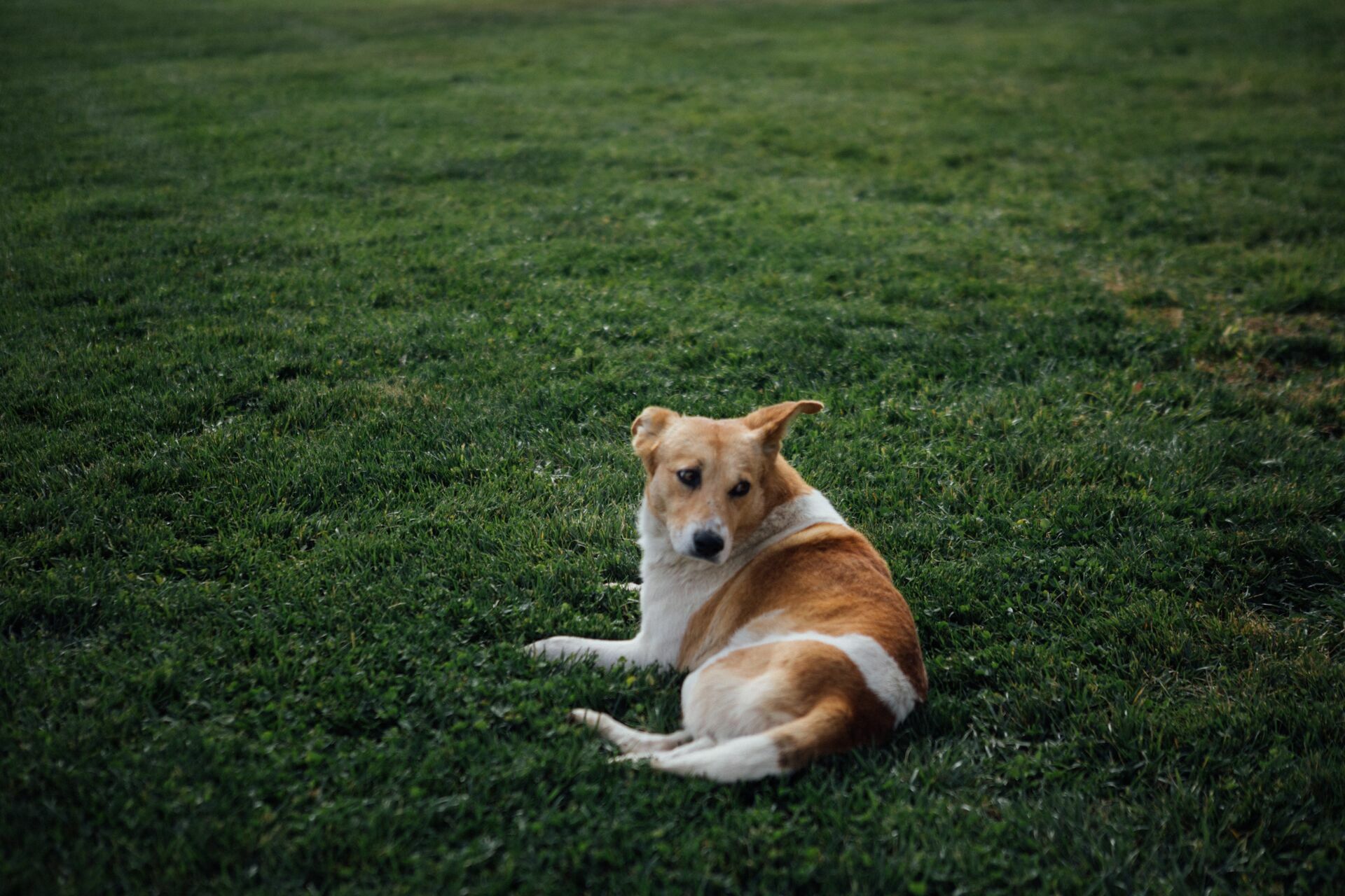 Foto Casamento Mariana e Rafael - Mendoza Argentina - Welcome Salentein e Casa de Uco - Imagem 223