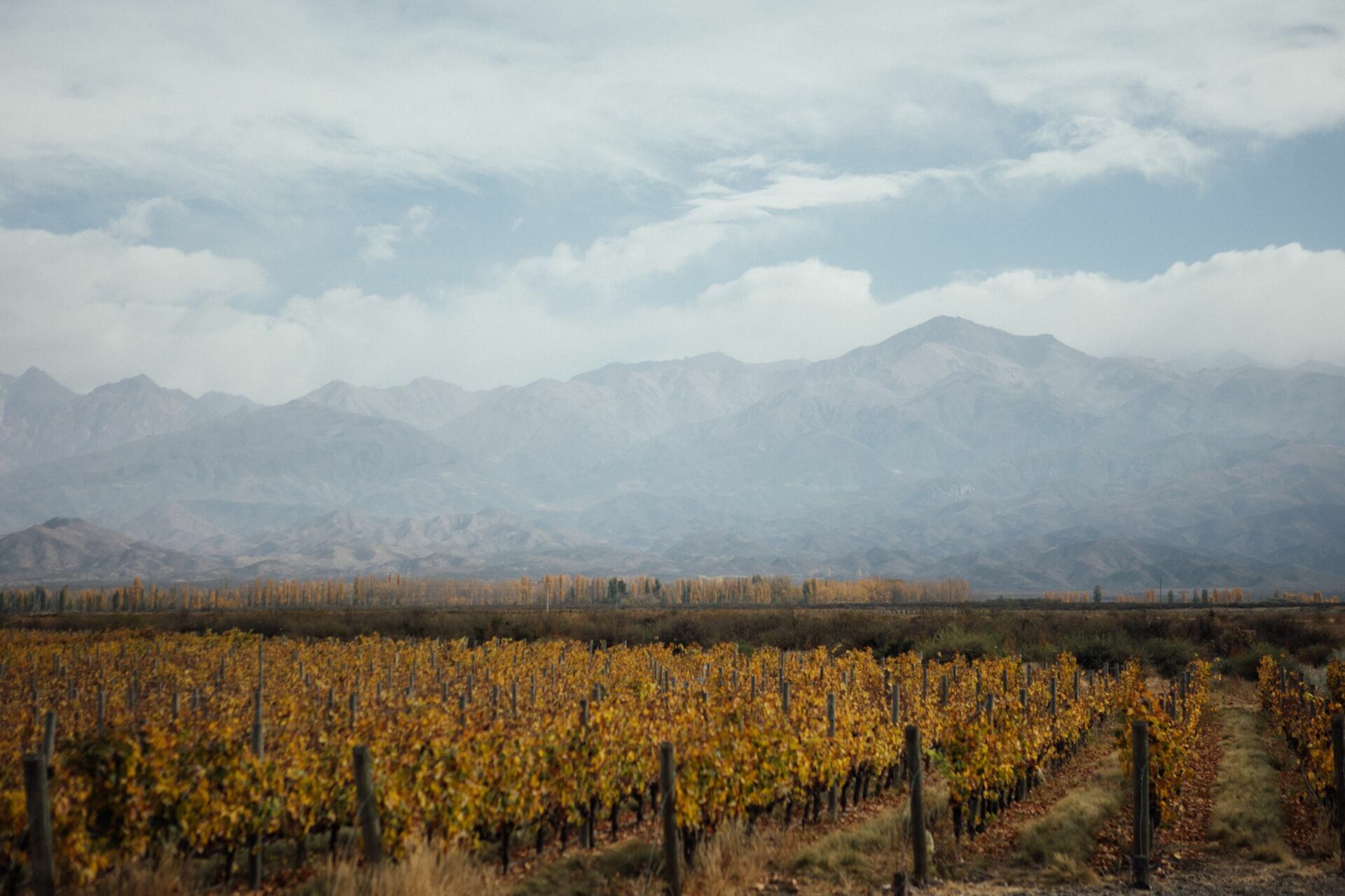 Foto Casamento Mariana e Rafael - Mendoza Argentina - Welcome Salentein e Casa de Uco - Imagem 213