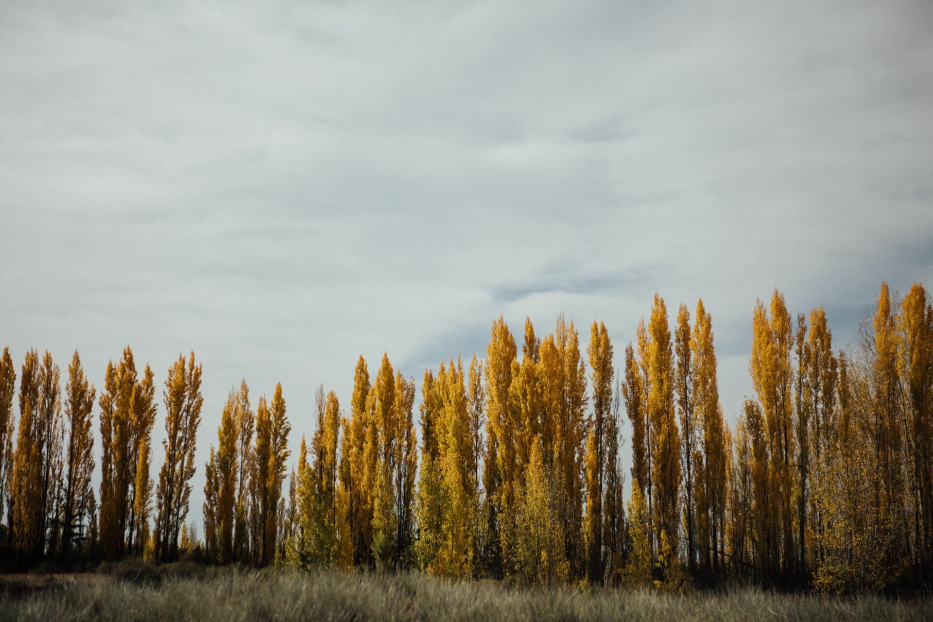 Foto Casamento Mariana e Rafael - Mendoza Argentina - Welcome Salentein e Casa de Uco - Imagem 240