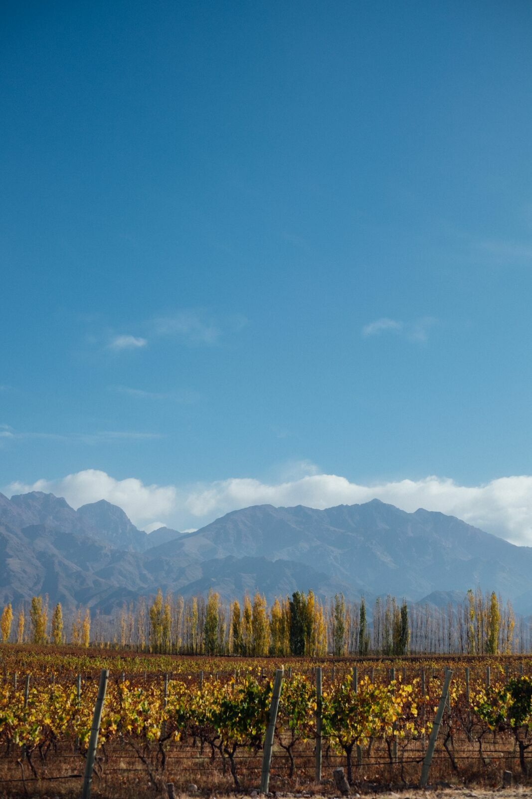 Foto Casamento Mariana e Rafael - Mendoza Argentina - Welcome Salentein e Casa de Uco - Imagem 248