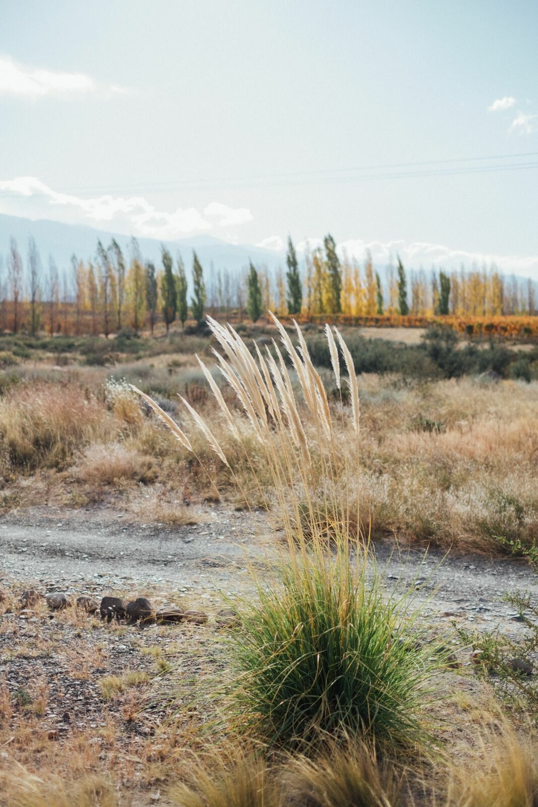 Foto Casamento Mariana e Rafael - Mendoza Argentina - Welcome Salentein e Casa de Uco - Imagem 251