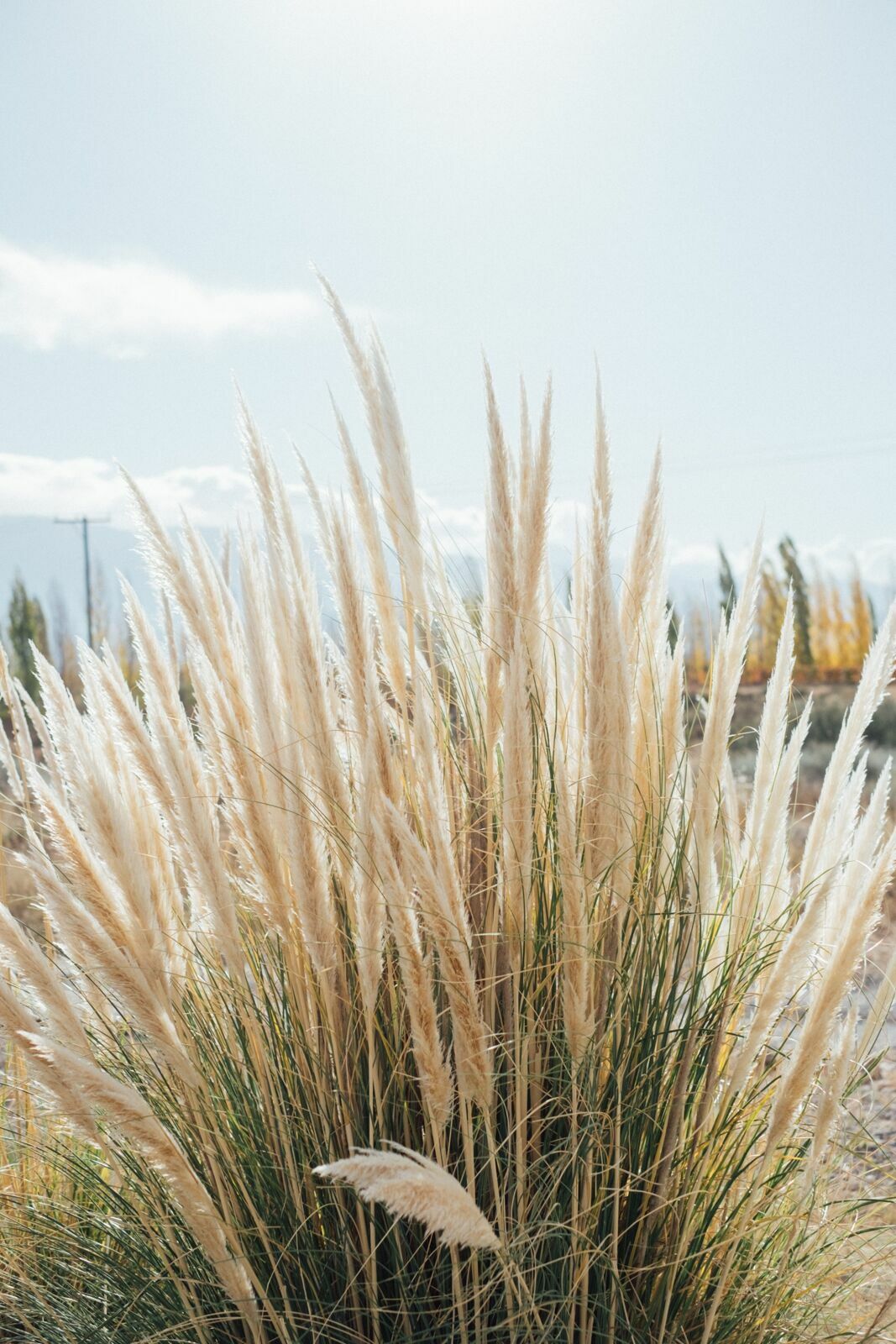 Foto Casamento Mariana e Rafael - Mendoza Argentina - Welcome Salentein e Casa de Uco - Imagem 249