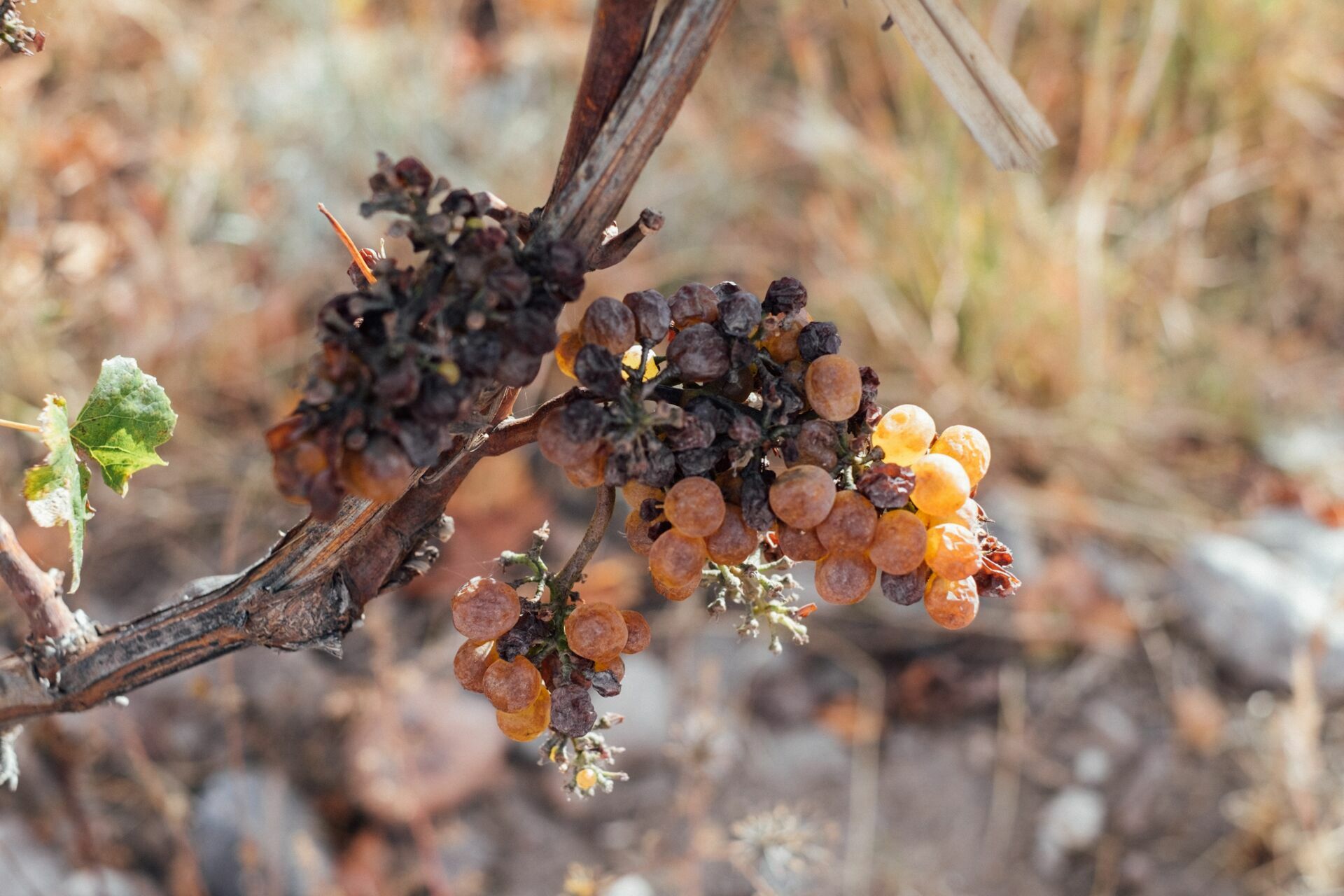 Foto Casamento Mariana e Rafael - Mendoza Argentina - Welcome Salentein e Casa de Uco - Imagem 246