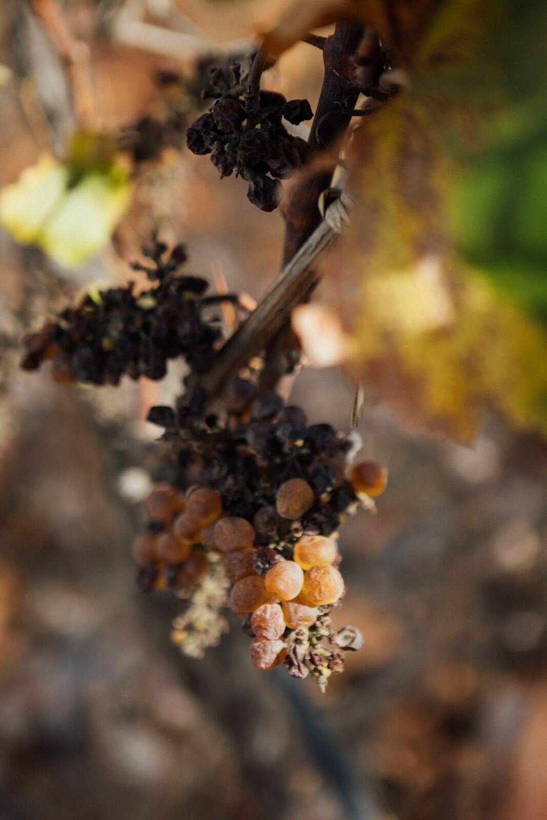 Foto Casamento Mariana e Rafael - Mendoza Argentina - Welcome Salentein e Casa de Uco - Imagem 245