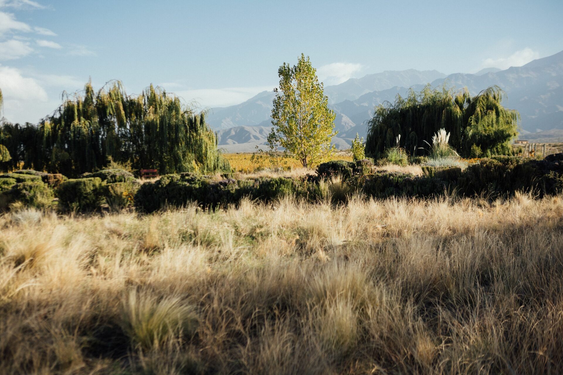 Foto Casamento Mariana e Rafael - Mendoza Argentina - Welcome Salentein e Casa de Uco - Imagem 290
