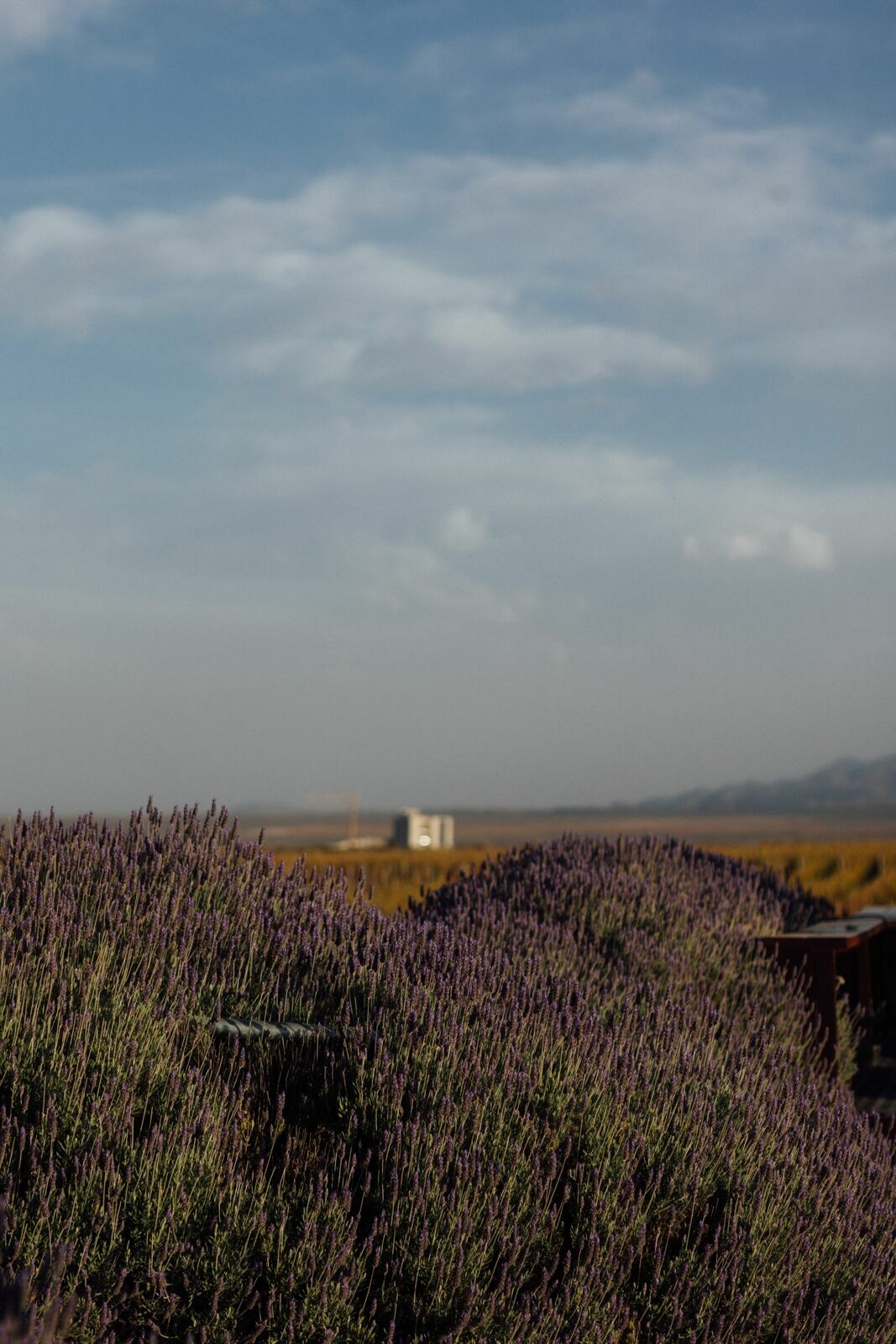 Foto Casamento Mariana e Rafael - Mendoza Argentina - Welcome Salentein e Casa de Uco - Imagem 321