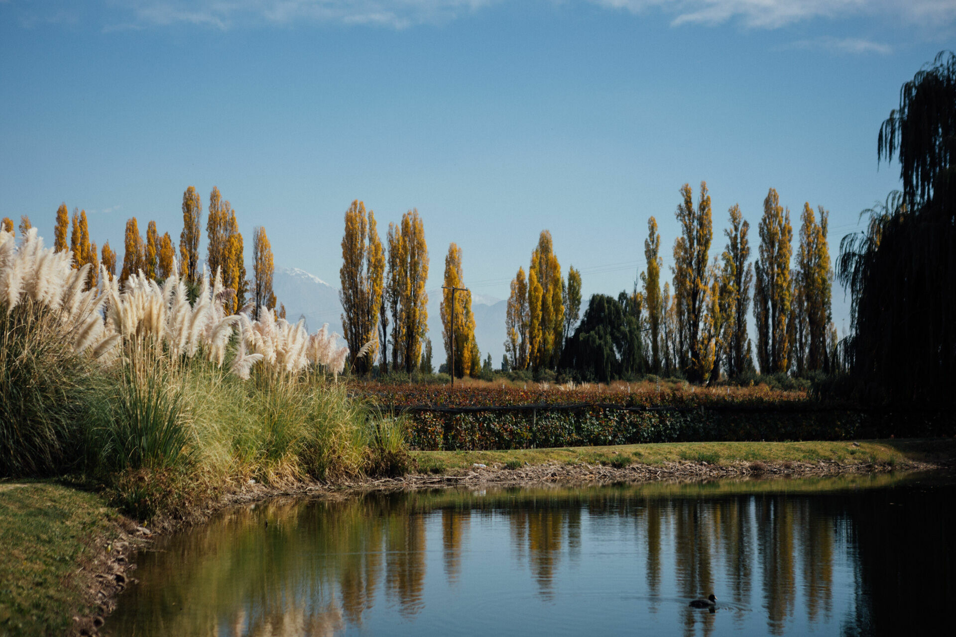 Foto Day after - Casamento Mariana e Rafael - Susana Balbo wines - Mendoza - Imagem 4