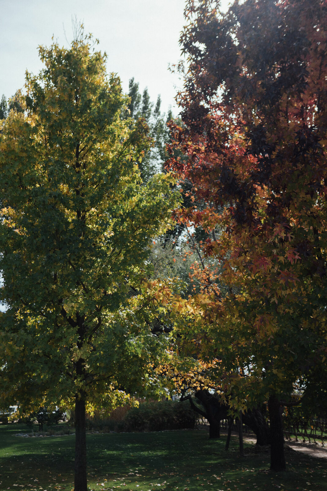 Foto Day after - Casamento Mariana e Rafael - Susana Balbo wines - Mendoza - Imagem 24