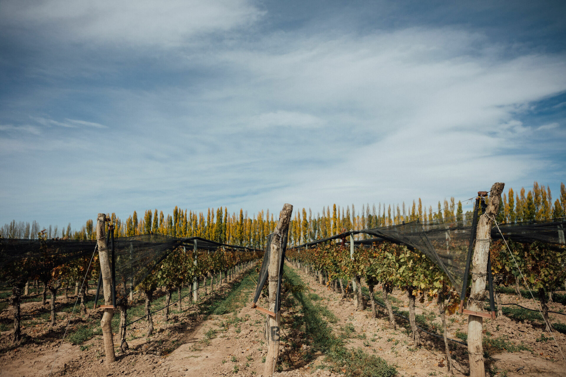 Foto Day after - Casamento Mariana e Rafael - Susana Balbo wines - Mendoza - Imagem 13