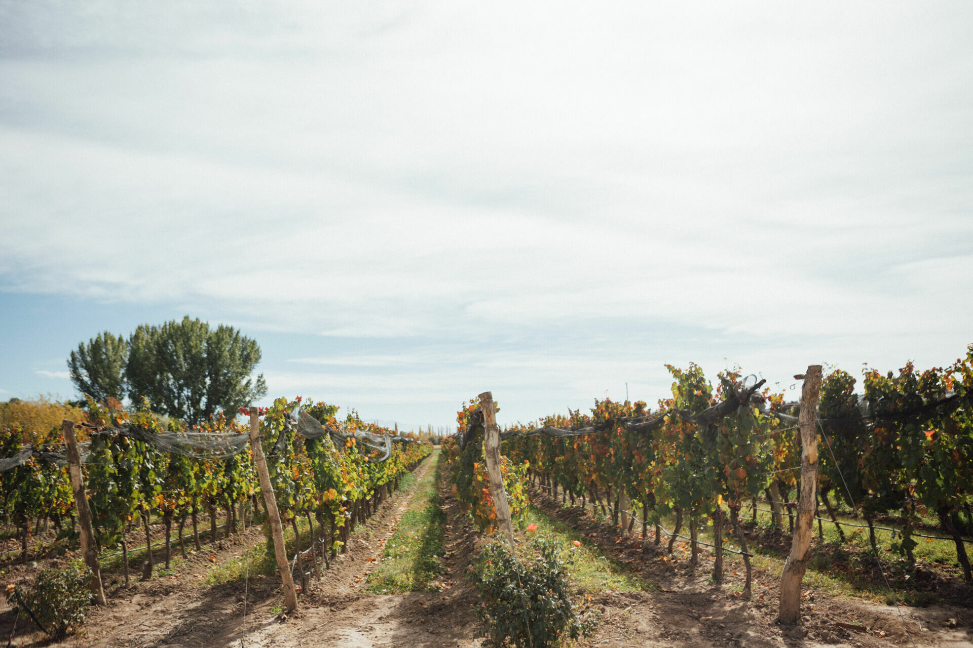 Foto Day after - Casamento Mariana e Rafael - Susana Balbo wines - Mendoza - Imagem 12