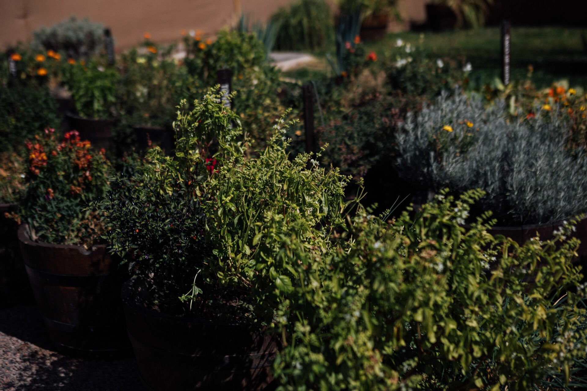 Foto Day after - Casamento Mariana e Rafael - Susana Balbo wines - Mendoza - Imagem 39