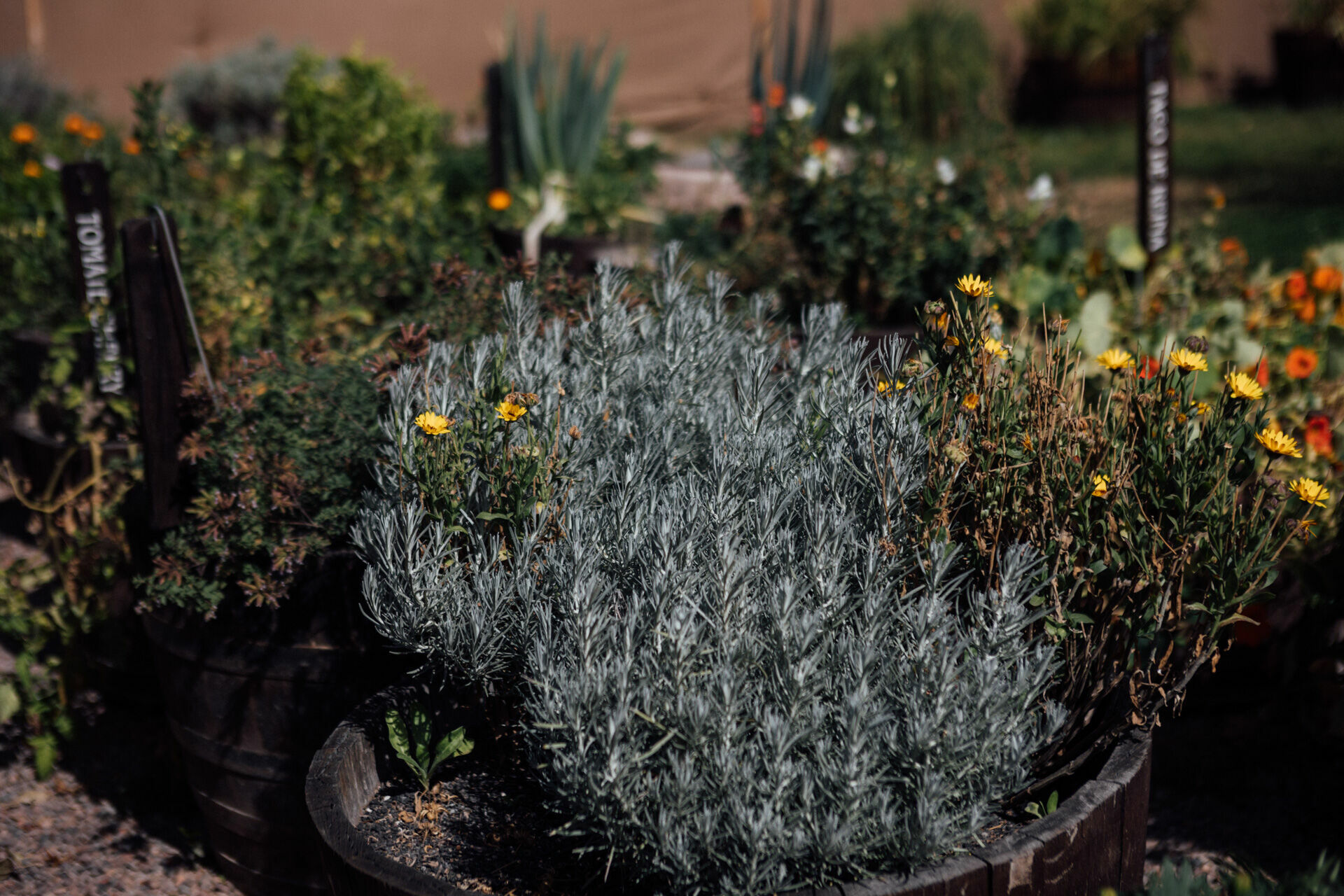 Foto Day after - Casamento Mariana e Rafael - Susana Balbo wines - Mendoza - Imagem 38