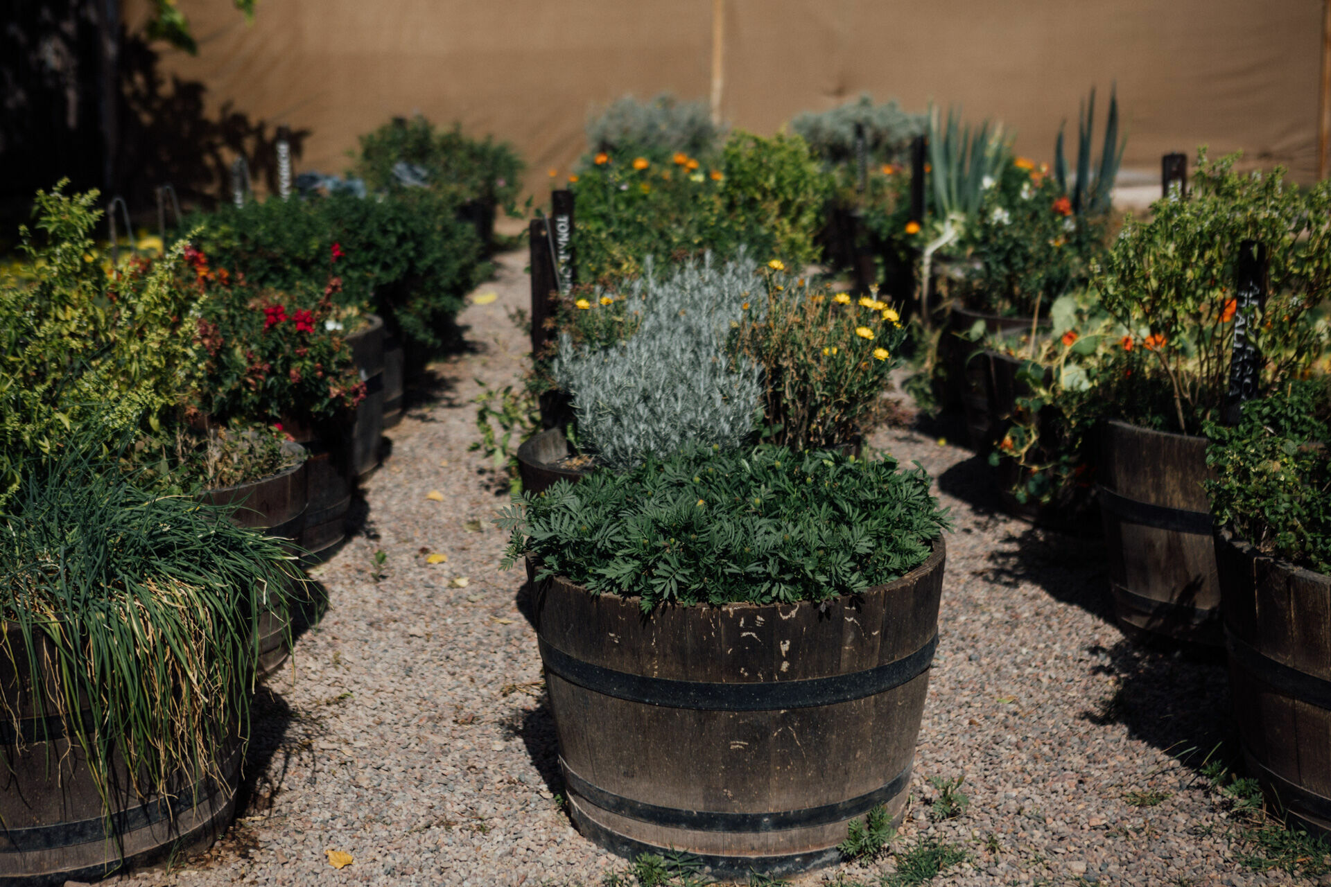 Foto Day after - Casamento Mariana e Rafael - Susana Balbo wines - Mendoza - Imagem 36