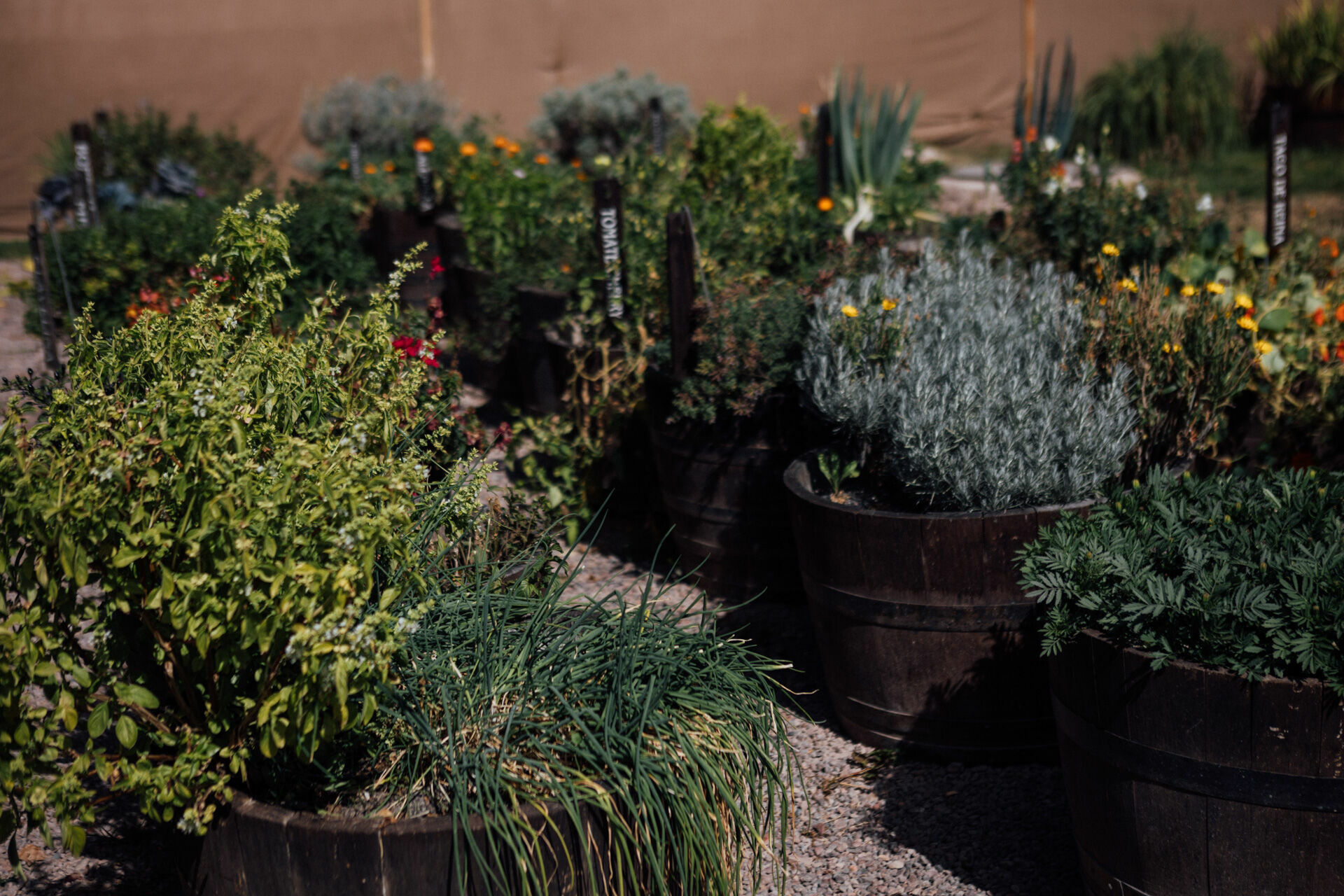 Foto Day after - Casamento Mariana e Rafael - Susana Balbo wines - Mendoza - Imagem 37
