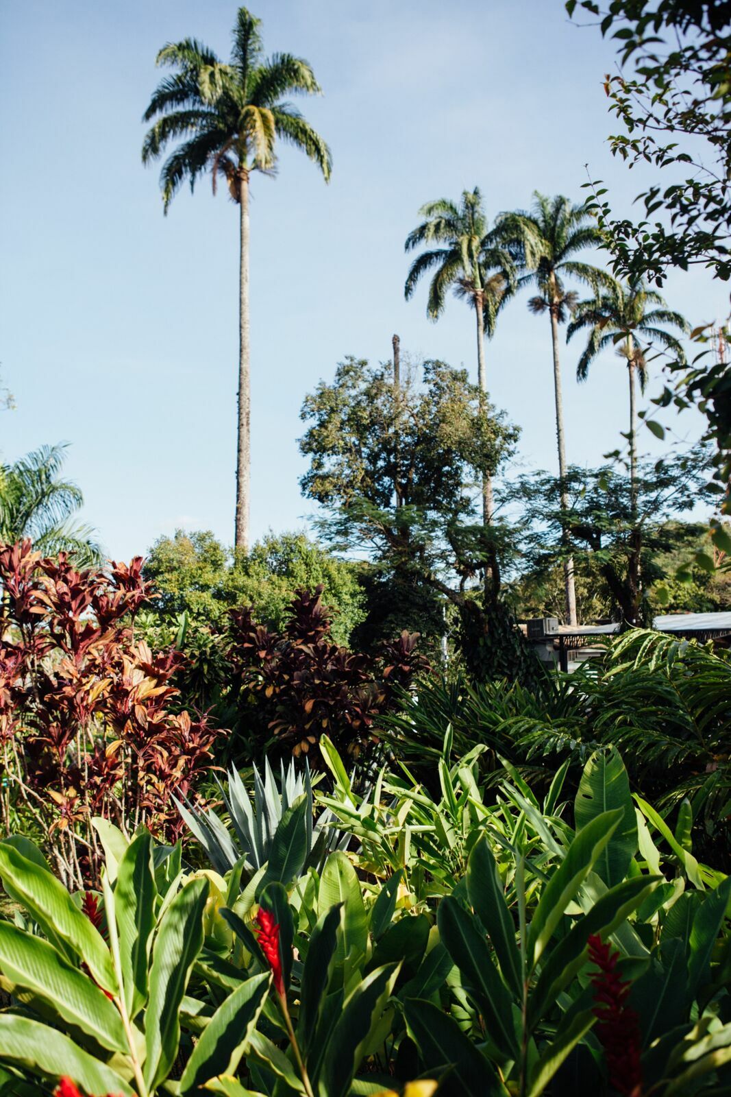 Foto Casamento Victoria e Thalles - Capelania e Casarão Penedo - Penedo RJ - Imagem 221