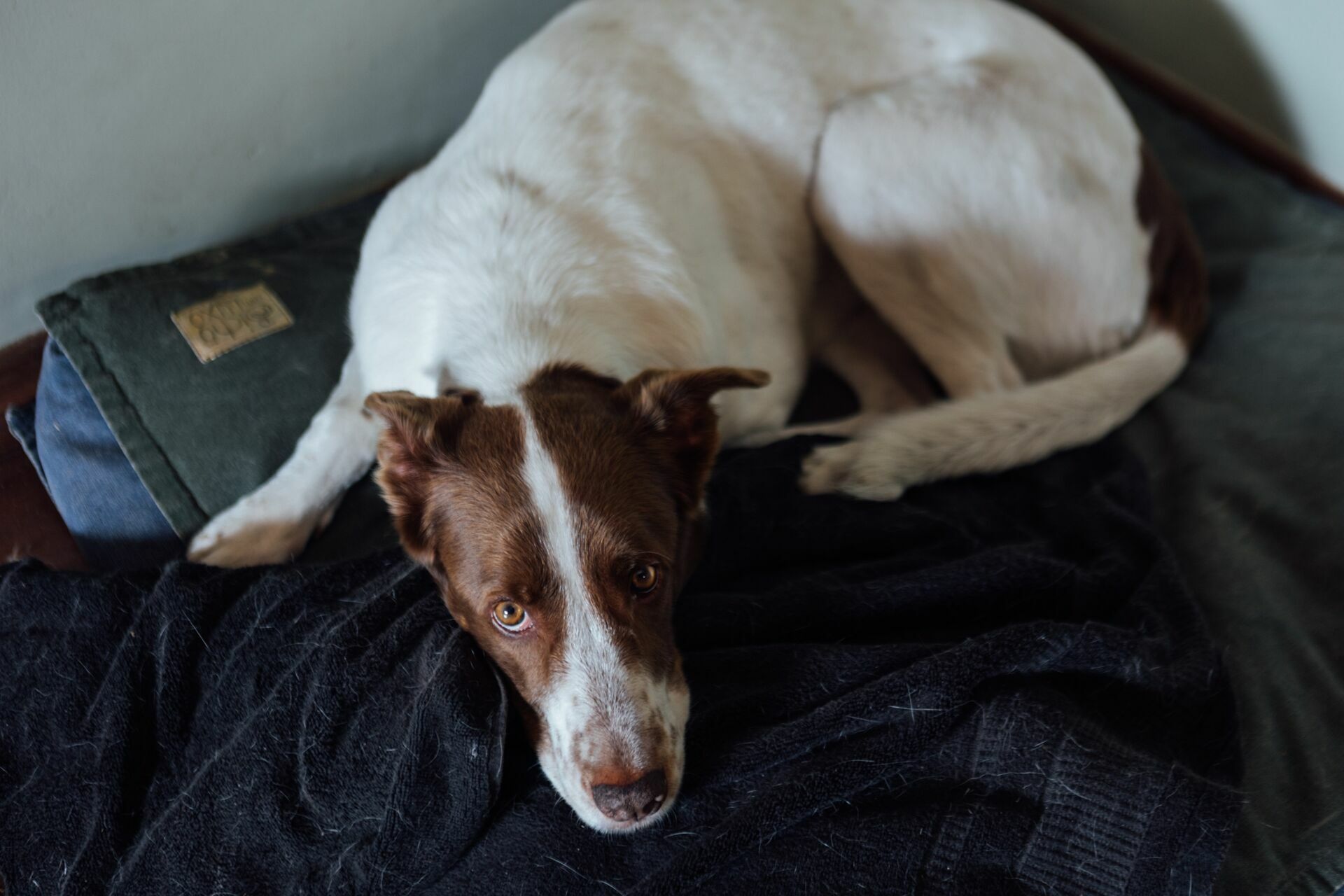 Foto Fernanda e Zezao - Condominio Bosque do Limeira - Resende RJ - Imagem 20