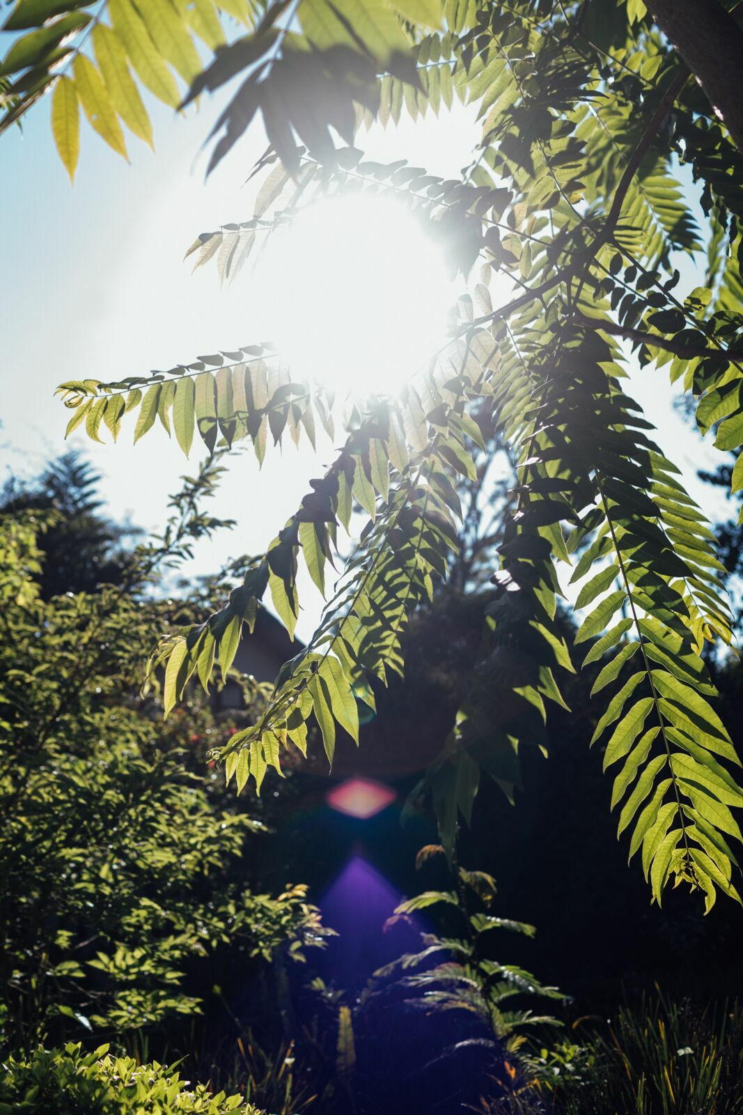 Foto JACK E JOÃO - RESTAURANTE ROSMARINUS - MARINGÁ /VISCONDE DE MAUÁ- RJ - Imagem 4